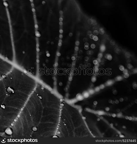 some drops in a leaf after the rain like background wallpaper