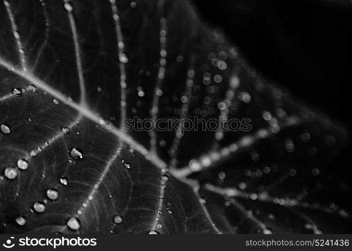 some drops in a leaf after the rain like background wallpaper