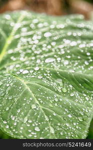 some drops in a leaf after the rain like background wallpaper