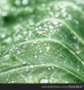 some drops in a leaf after the rain like background wallpaper