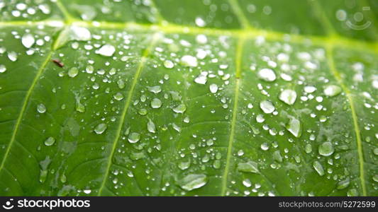 some drops in a leaf after the rain like background wallpaper