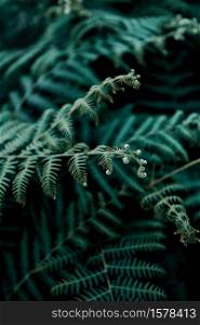 Some ferns on desaturated green tones in the middle of the forest with copy space