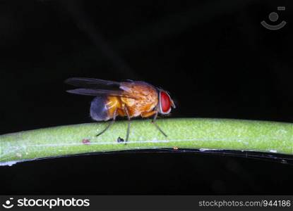 Some Fly. one of the numerous species of flies that can be spotted in the forest of Arunachal Pradesh. India
