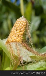 Some fresh raw corn in the countryside