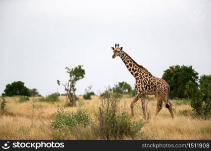 Some giraffe is walking between the bush in the scenery of the savannah. A giraffe is walking between the bush in the scenery of the savannah