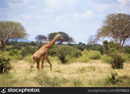 Some giraffe is walking between the bush in the scenery of the savannah. A giraffe is walking between the bush in the scenery of the savannah
