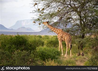 Some giraffes between the acacia trees in the savannah of Kenya. Giraffes between the acacia trees in the savannah of Kenya