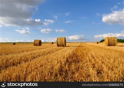 some golden bales in a harvested field under blue sky with few clouds 