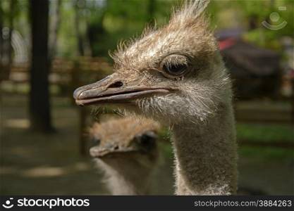 Some great looking and ostriches summer day. Several ostrich