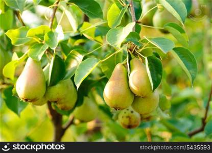 Some green pears with leafs on the branch