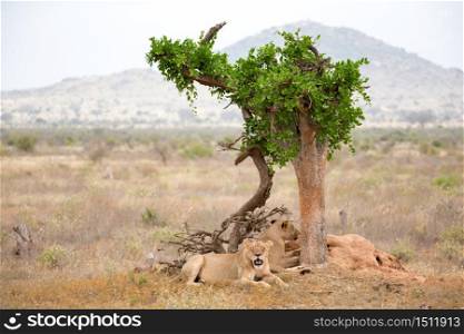 Some lions rest in the shade of a tree. Two lions rest in the shade of a tree