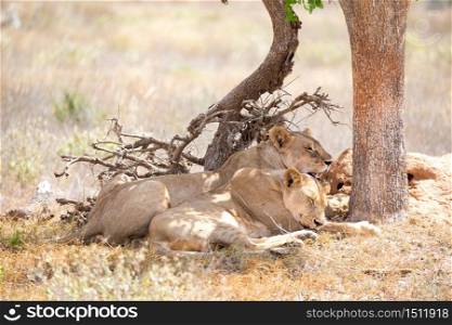 Some lions rest in the shade of a tree. Two lions rest in the shade of a tree