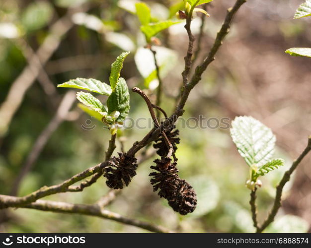 some lovely small pinecones macro in sunlight and sharp and clear in spring