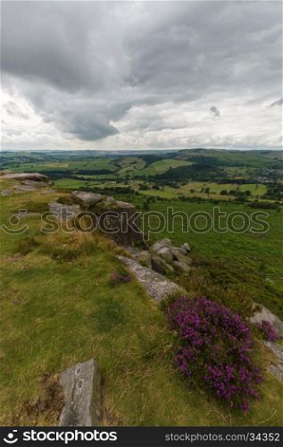 Some mauve Heather on the edge of a hill at Baslow Edge, in the Peak District, Derbyshire