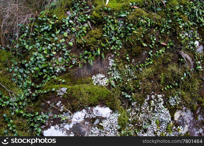 some moss and creepers on a rock in the oxley world heritage rainforest. moss and creeper