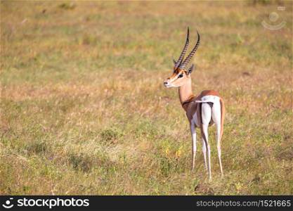 Some native antelopes in the grassland of the Kenyan savannah. Native antelopes in the grassland of the Kenyan savannah