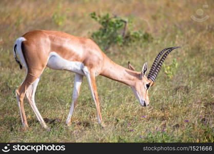 Some native antelopes in the grassland of the Kenyan savannah. Native antelopes in the grassland of the Kenyan savannah