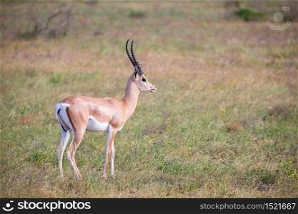 Some native antelopes in the grassland of the Kenyan savannah. Native antelopes in the grassland of the Kenyan savannah