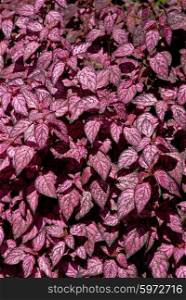 some pink leaves, detail from an azores garden