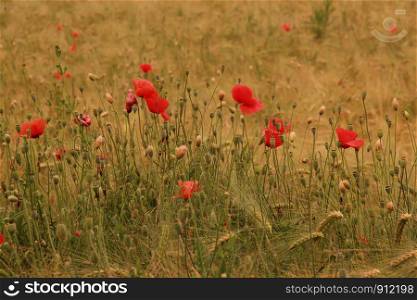 Some red poppy in barley field