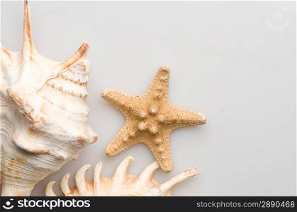 Some seashells and seastar