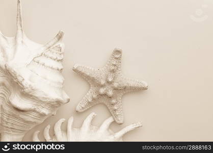 Some seashells and seastar. Toned in sepia