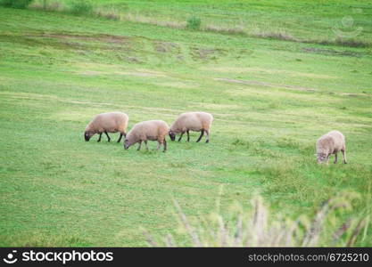 some sheeps on a grassy field in rural South Australia