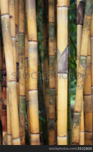 some tall yellow bamboo plants in singapore