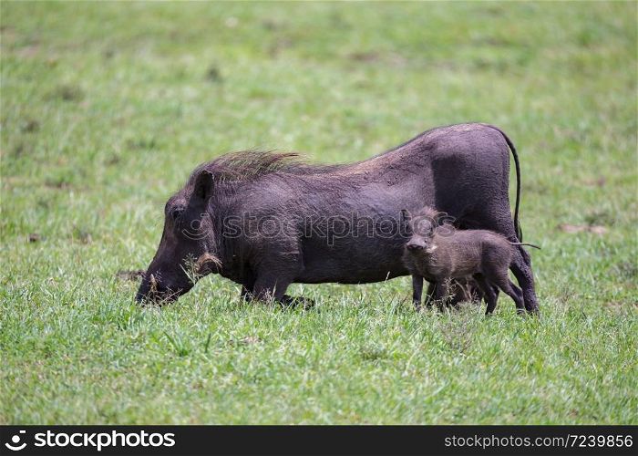 Some Warthogs are grazing in the savannah of Kenya. Warthogs are grazing in the savannah of Kenya
