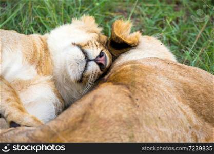 Some young lions cuddle and play with each other. Two young lions cuddle and play with each other