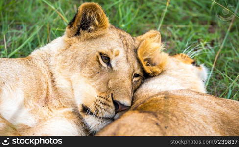 Some young lions cuddle and play with each other. Two young lions cuddle and play with each other
