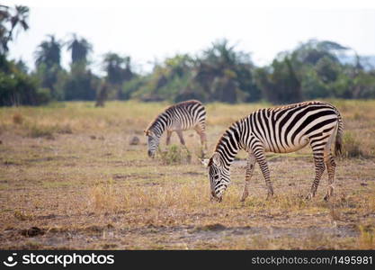 Some zebras are eating grass in the savannah in Kenya