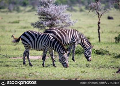 Some Zebras in the middle of the savannah of Kenya. Zebras in the middle of the savannah of Kenya