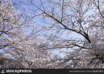 Somei-Yoshino cherry tree