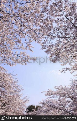 Somei-Yoshino cherry tree