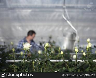 someone collects white roses in dutch greenhouse in the netherlands