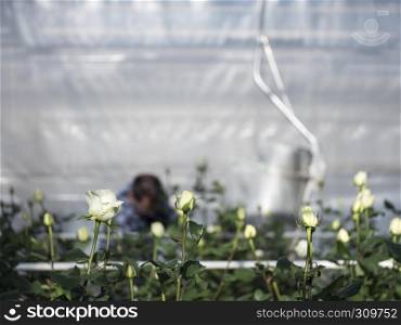 someone collects white roses in dutch greenhouse in the netherlands