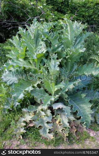 Sonchus arvensis with great green leaves. big bush of Sonchus arvensis with great green leaves