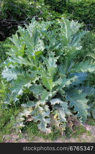 Sonchus arvensis with great green leaves. big bush of Sonchus arvensis with great green leaves