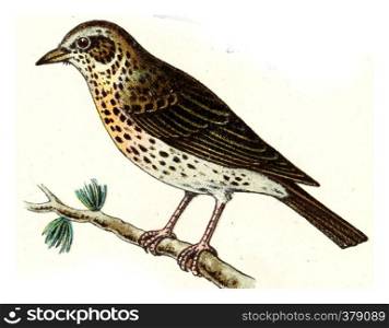Song thrush, vintage engraved illustration. From Deutch Birds of Europe Atlas.