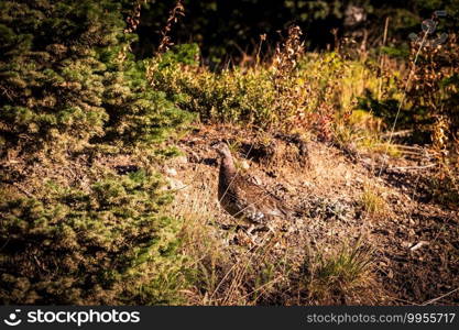 Sooty Grouse  Dendragapus fuliginosus  on mountain road 