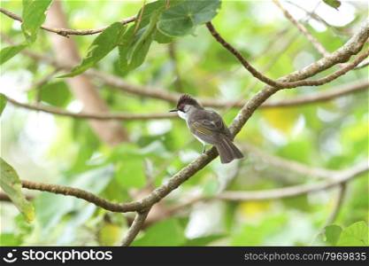 Sooty-headed Bulbul bird in nature perching on a branch