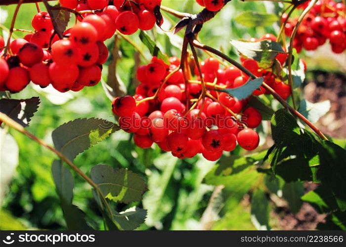 Sorbus aucuparia, rowan or mountain-ash with orange berries in summer .. Sorbus aucuparia, rowan or mountain-ash with orange berries in summer