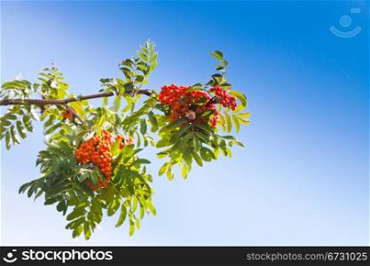 Sorbus branch with rowanberry under blue sky