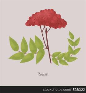 Sorbus, Rowan on a branch with green leaves. Red ripe rowan berries, medicinal, healthy on a gray background.. Sorbus, Rowan on a branch with green leaves.