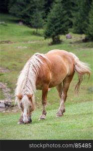 Sorrel horse is grazing in a green mountain meadow