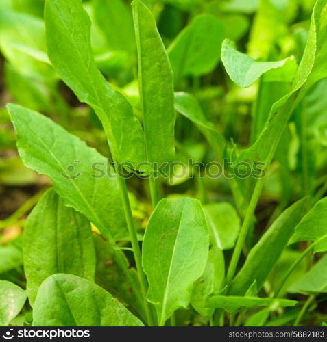 Sorrel in a garden close up the leaves
