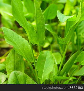 Sorrel in a garden close up the leaves