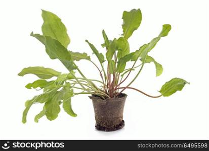 sorrel plant in front of white background