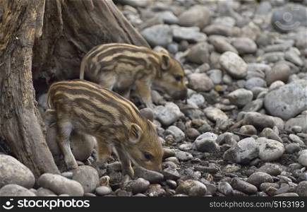 Sounder of young wild boars at zoo